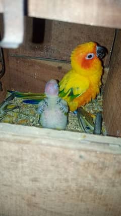 Pair