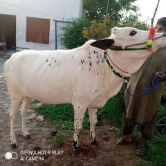 Qurbani janwar