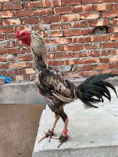 burmi cross Thi tapni nhy hy urgent sale