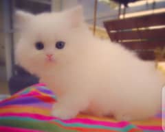 Persian kitten