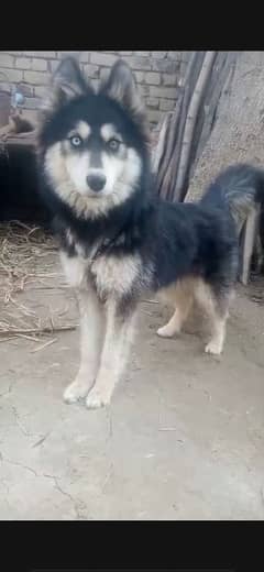 Siberian husky