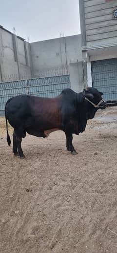 bachara for sale qurbani 2k25