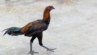 Dragon Murga long height