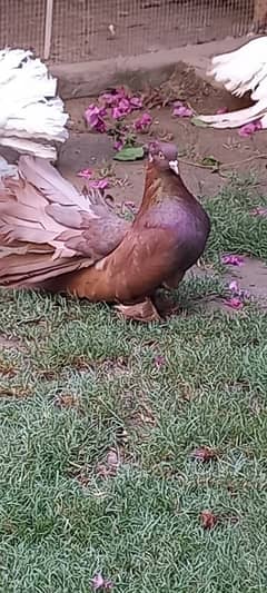 American male for sale