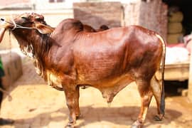 Qurbani Animals for Sale