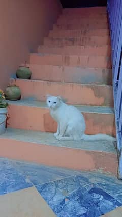 Persian friendly cate