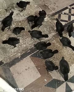 ayum cemani