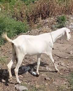goat for sale.