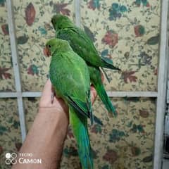 ringneck