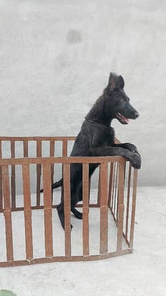 gsd