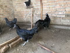 AYAM CHEMANI PAIRS TOTAL 7 PAIRS