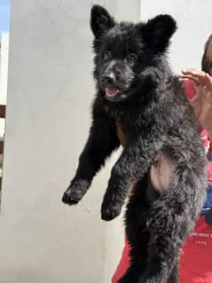 Black german shepherd long coat puppies