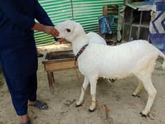 mundra chtra jori for sale no:03368800316