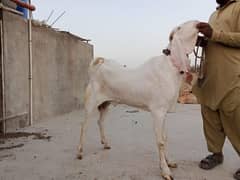 Bakra qulabi Punjab