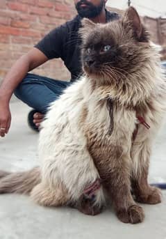 Persian Cat | Tripple Coated | Siamese | Cat For Sale