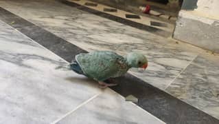 Blue Turquoise handfeed chick