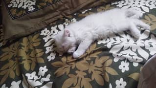 persian cat female for slae