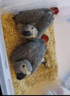 African Grey Parrot chicks for sale good looking 03144646382