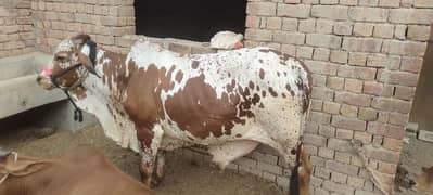 beauty full cow seel number 03044611919.03191421506