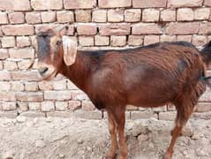 4month gaban bakri first time breed kry gi