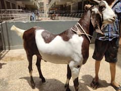 Qurbani Pure Bakra For Sell