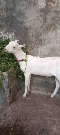 teddy Bakra
