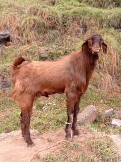 3 bakrey for sale