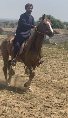 Kaka panj Kaliyan ghora