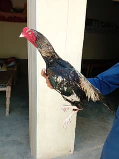 Aseel patha for sale