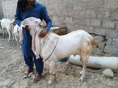 HIGH QUALITY GULABI BAKRA FOR SALE