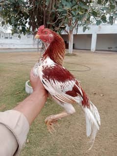 sontol