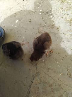 pure aseel chick