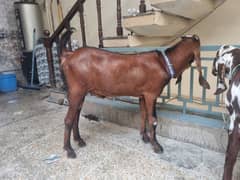 nagra bakra or path / qurbani goat