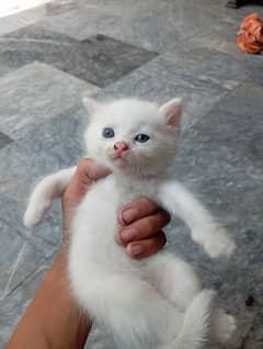Persian cat baby