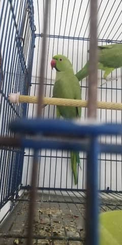 Ringneck