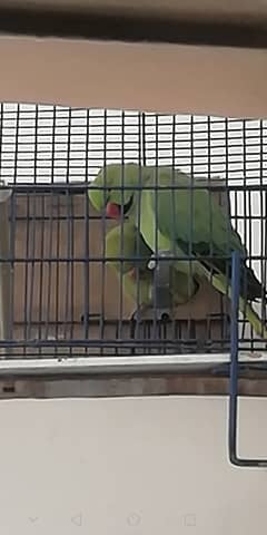 Ringneck
