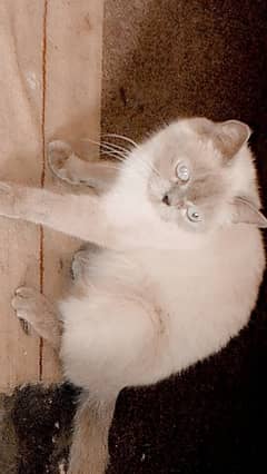 Himalayan Female Cat For Sale