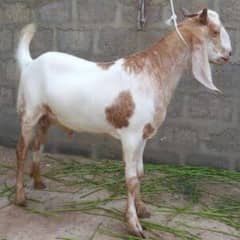 Bakre
