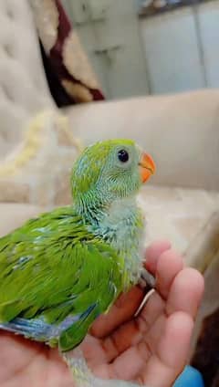 RINGNECK