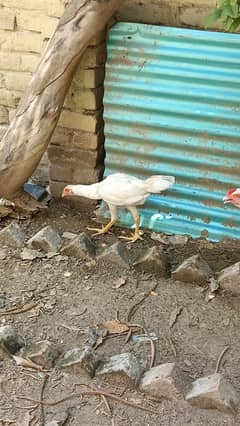 Aseel Heera pathi