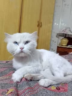 persian cat for sale