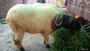 deesi chaatra aur Kajla for sale