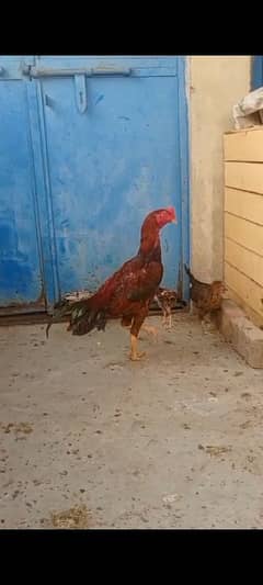 1 male and 6 chicks available