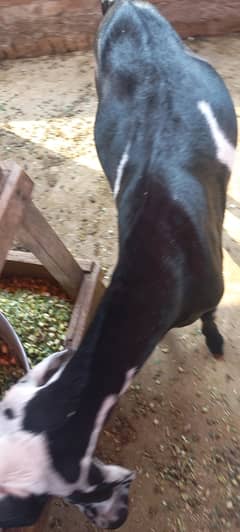 Male got for 2025 Qurbani