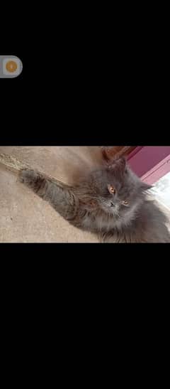 cats available for sell 03122410368