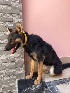 german shepherd age 7 months female 03108000157