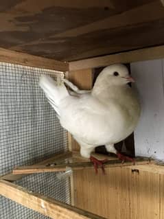 King Pigeon Male