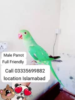 Hand Tamed Friendly Green Ring Neck Talking Parrot Chick Jumbo Size