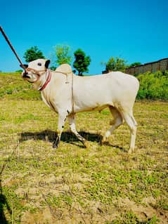 bull for sale