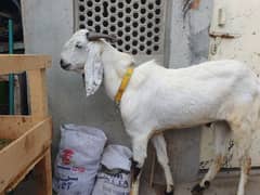 Desi bakra for Urgent sale